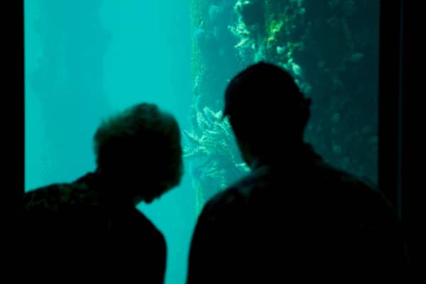 Deux silhouettes se tiennent face à un grand aquarium.