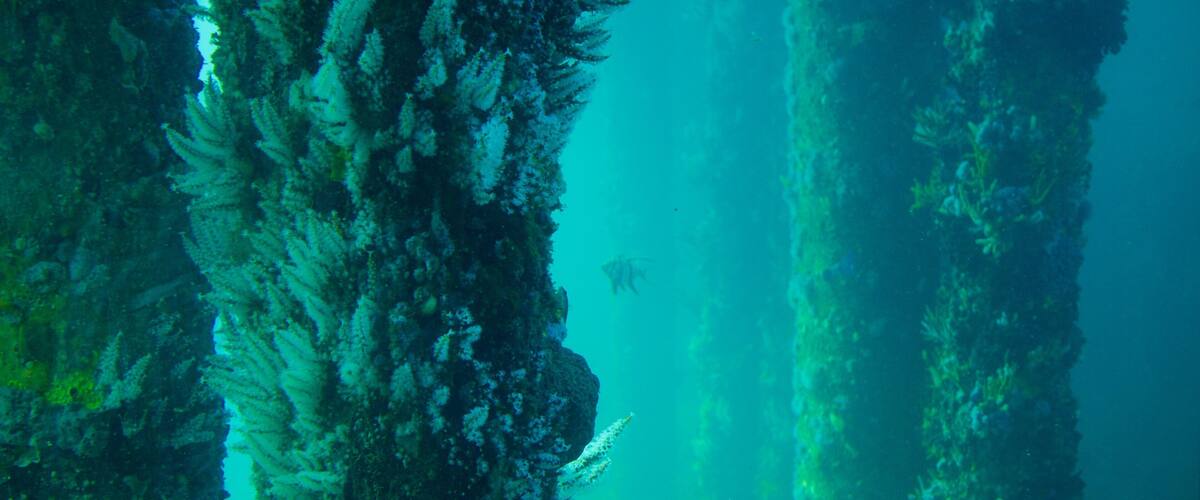 Busselton Jetty Underwater Observatory which includes marine life