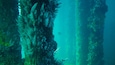 Une scène sous-marine avec des formations coralliennes et un plongeur au loin.