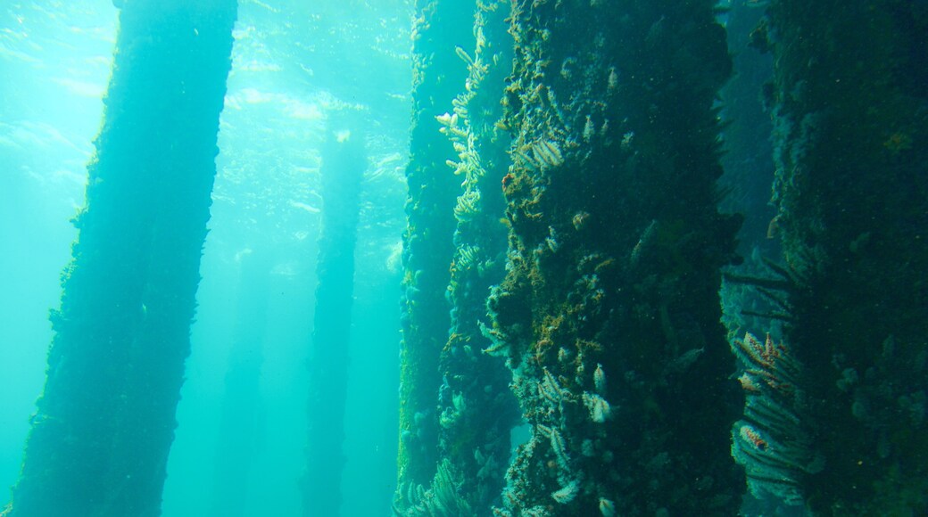 Busselton Jetty Underwater Observatory which includes marine life