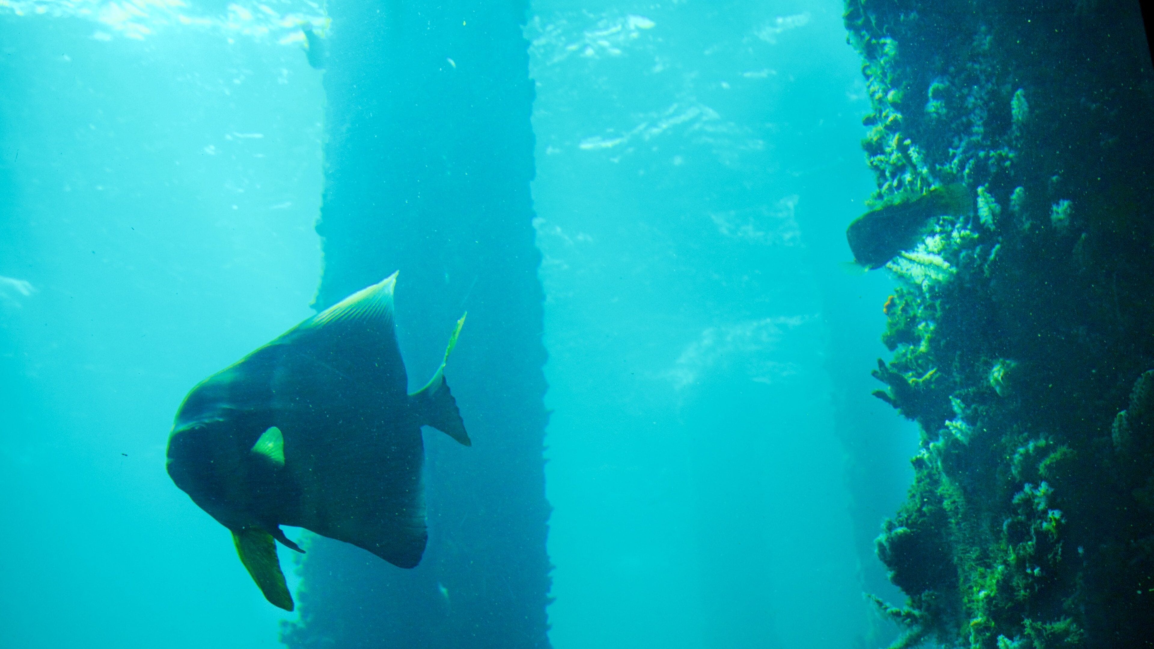 Busselton Jetty Underwater Observatory which includes marine life