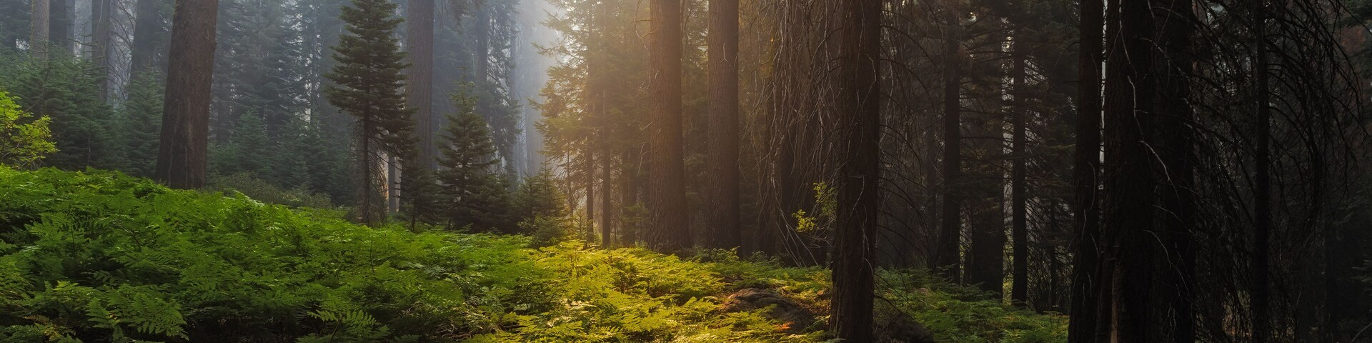 Sequoia National Park, Hume, California, Usa