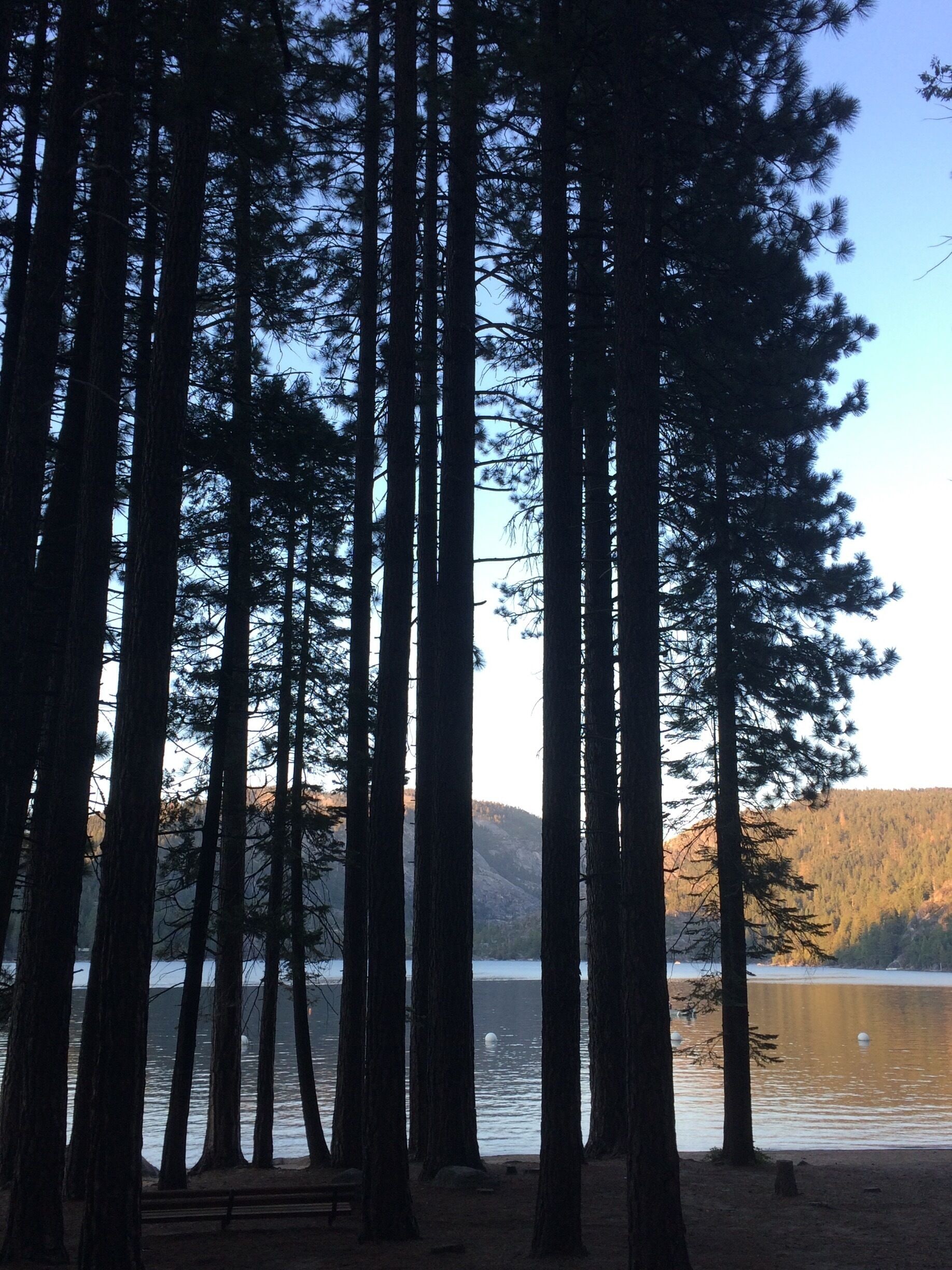 Tall trees, a calm lake, and distant mountains.
