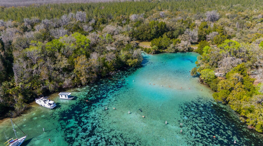 Manatees in Silver Glen Springs in the Ocala National Forest.