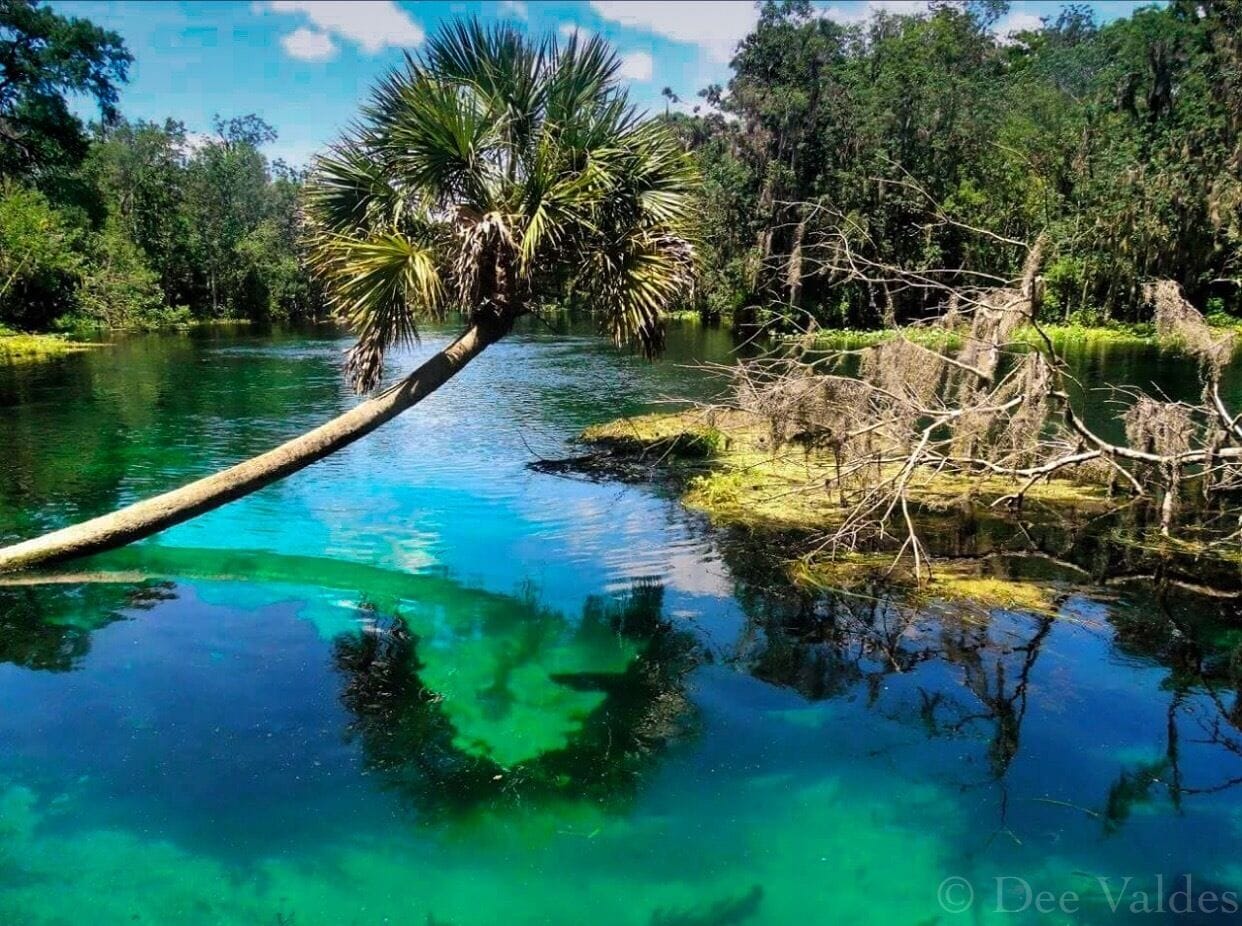 Beautiful spring in Ocala, crystal clear water and beautiful landscapes.