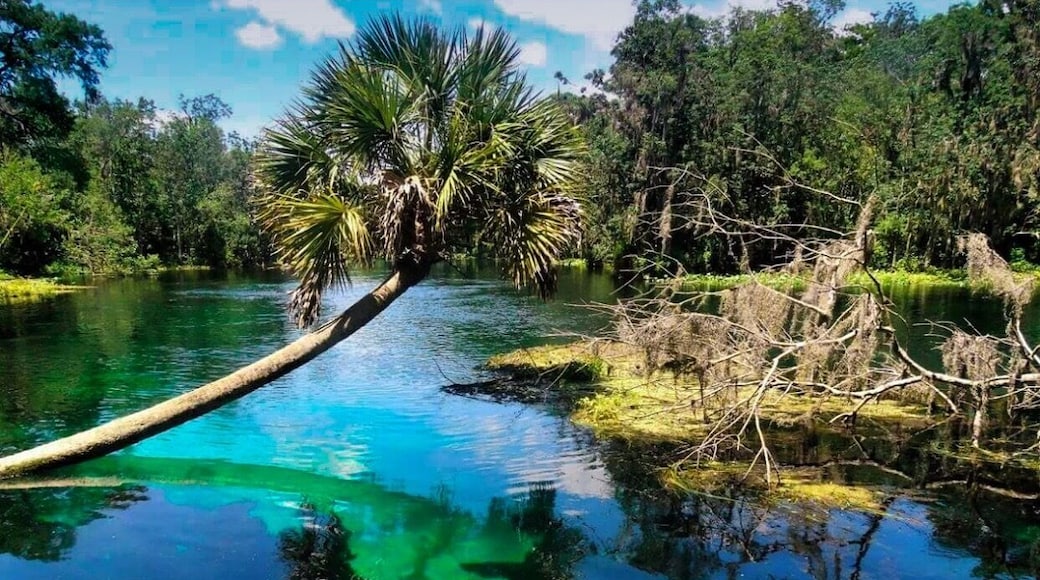 Beautiful spring in Ocala, crystal clear water and beautiful landscapes.