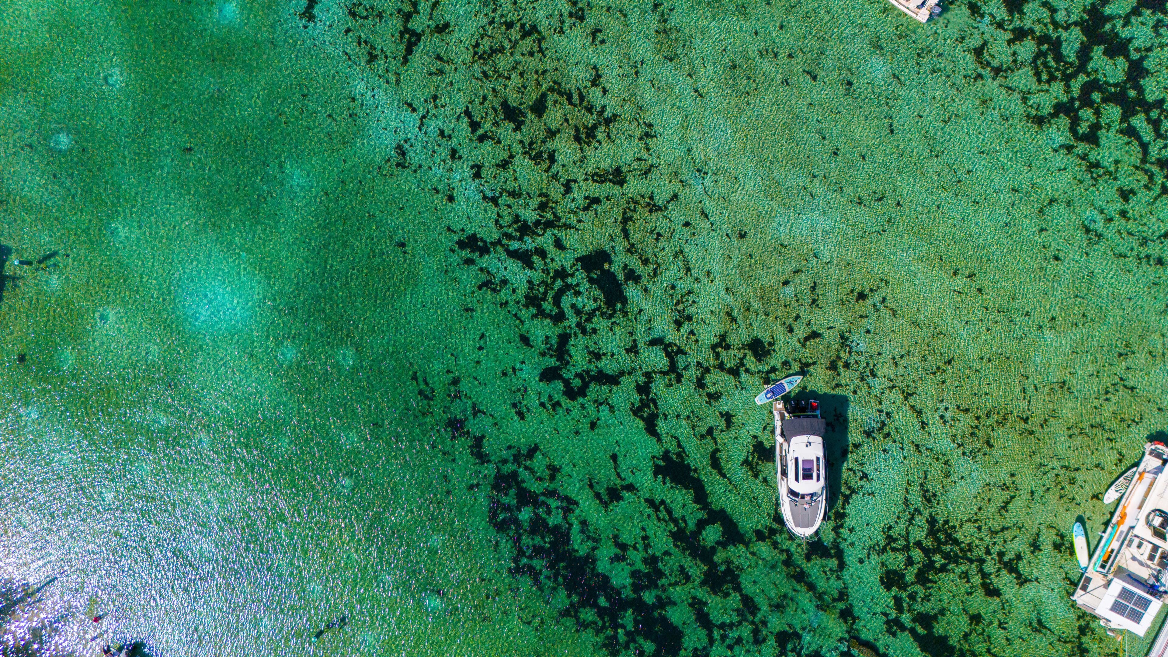 Manatees in Silver Glen Springs in the Ocala National Forest.