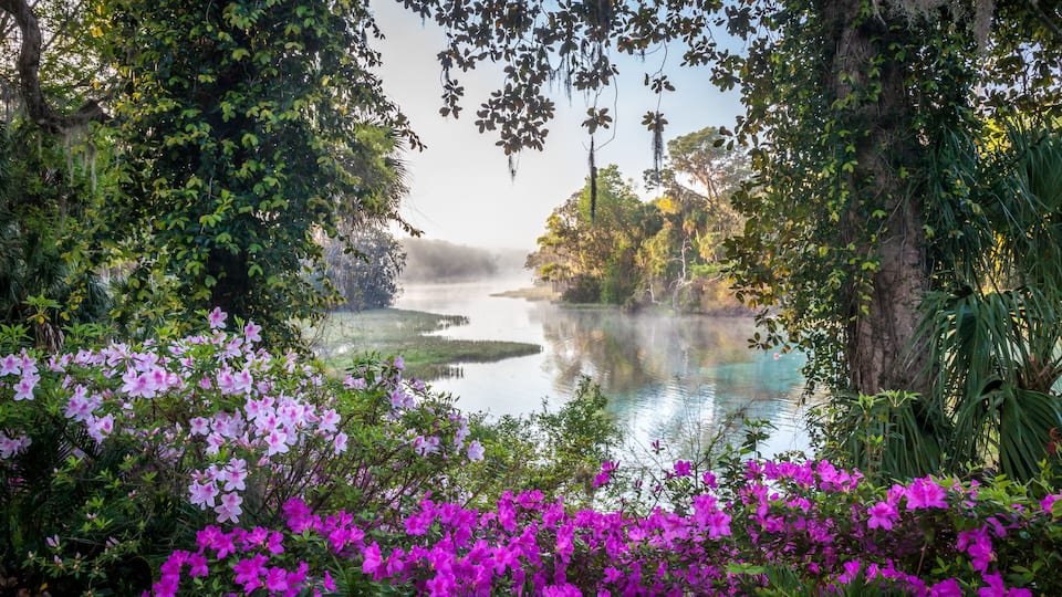 Azaleas and Rainbow River in North Florida