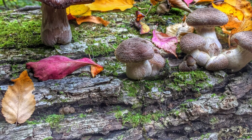 Beautiful hike! Taken October 17, 2015.