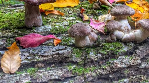 Beautiful hike! Taken October 17, 2015.