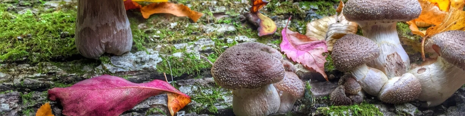 Um chão de floresta coberto de cogumelos e folhas de outono.