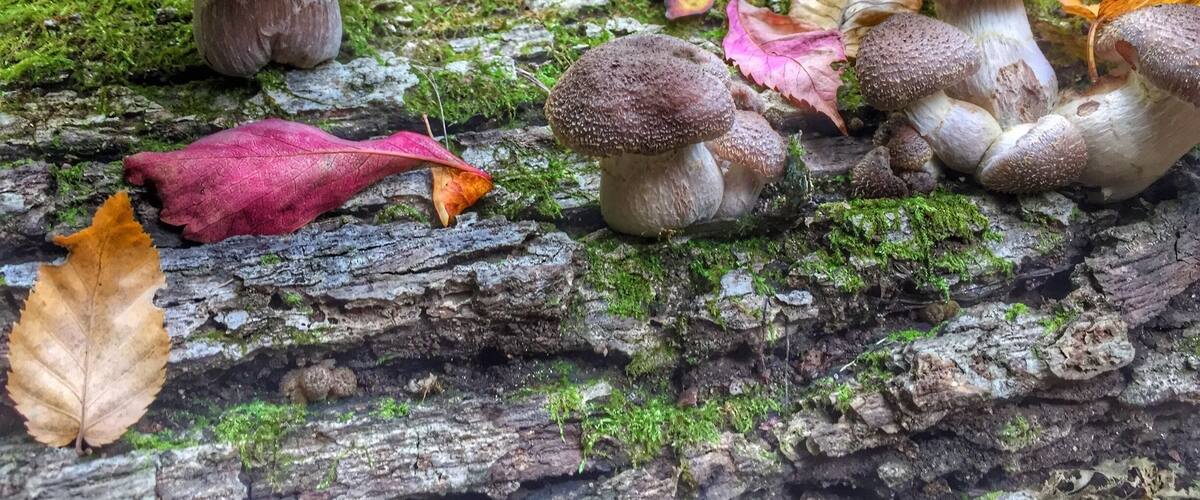A forest floor with mushrooms and autumn leaves.