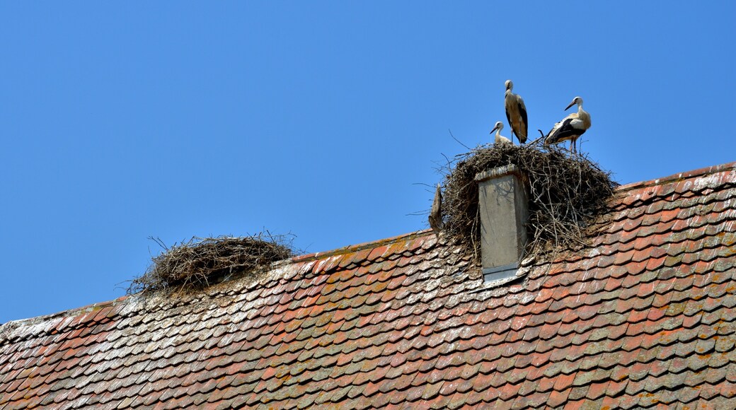 Nest on the roof
