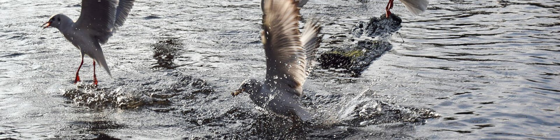 In morden hall park you can do a variety of things. You can buy plants, walk around, walk 1 mile to Dean city farm or feed the birds and the ducks. This was taken near the famous white bridge, opposite the building, and on the way to Dean city farm. Definitely bring some bread as the birds and ducks feast on them and catch the bread mid-air!