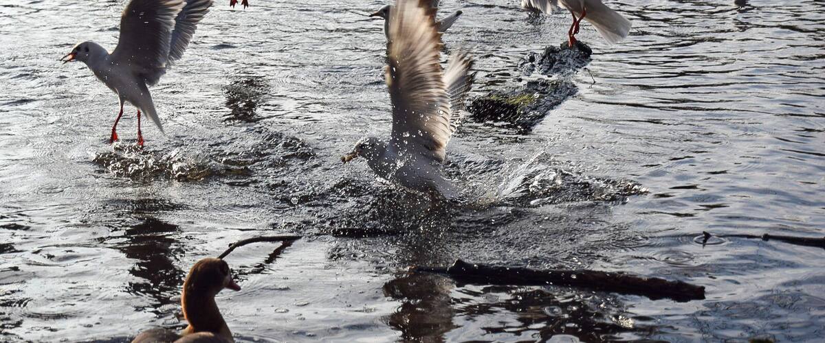 A group of birds, including seagulls and a duck, in a body of water.