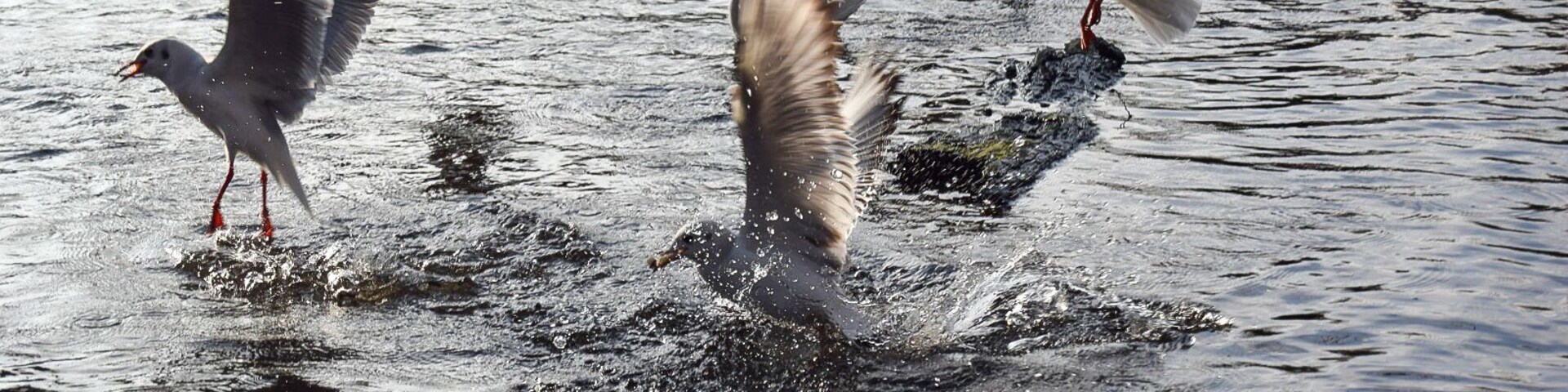A group of birds, including seagulls and a duck, in a body of water.