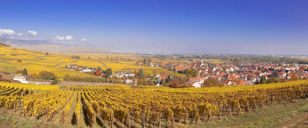 A vineyard with rows of grapevines, a town in the background, and rolling hills.