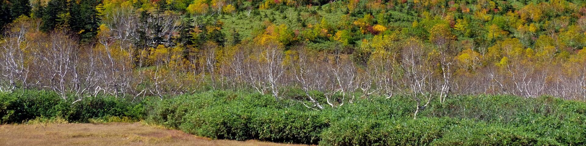 Tsugaike Nature Park, Japan,Nagano Prefecture,Kitaazumi District, Nagano,Otari, Nagano