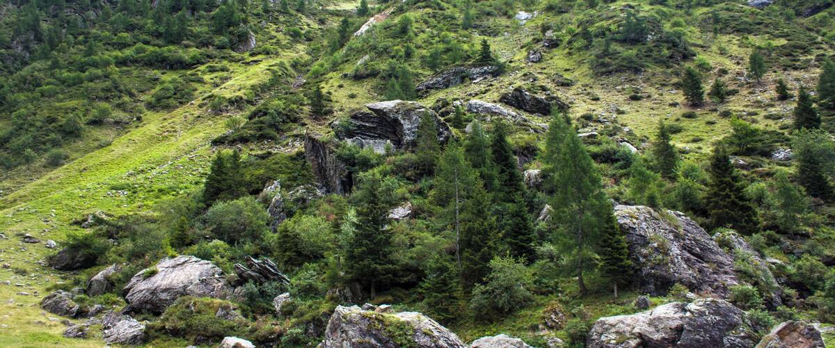 A mountainous landscape with rocky terrain and dense green forests.