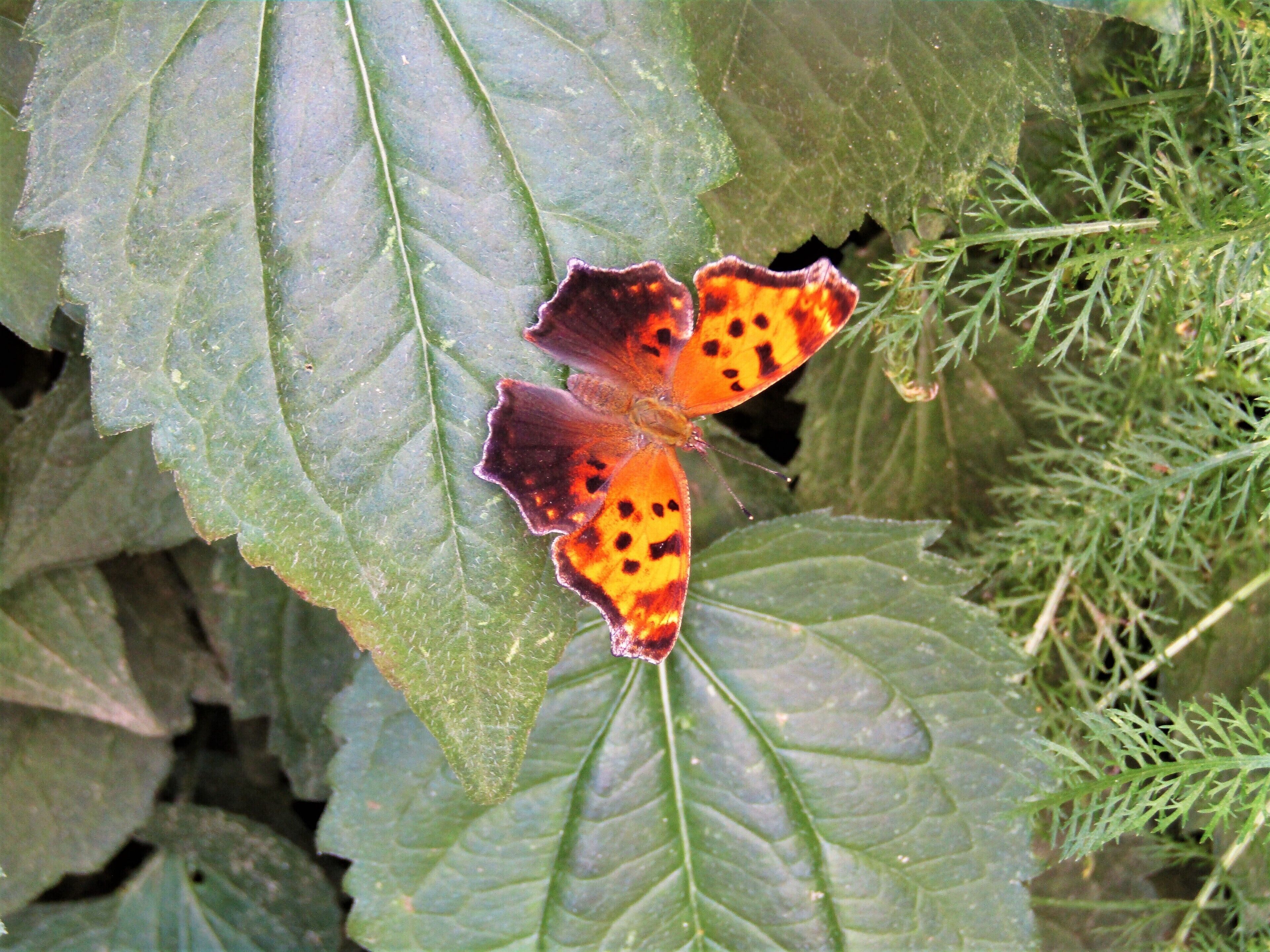 The Wellesley Island State Park has a nature center and a butterfly garden. The butterflies were on full display on this day!
