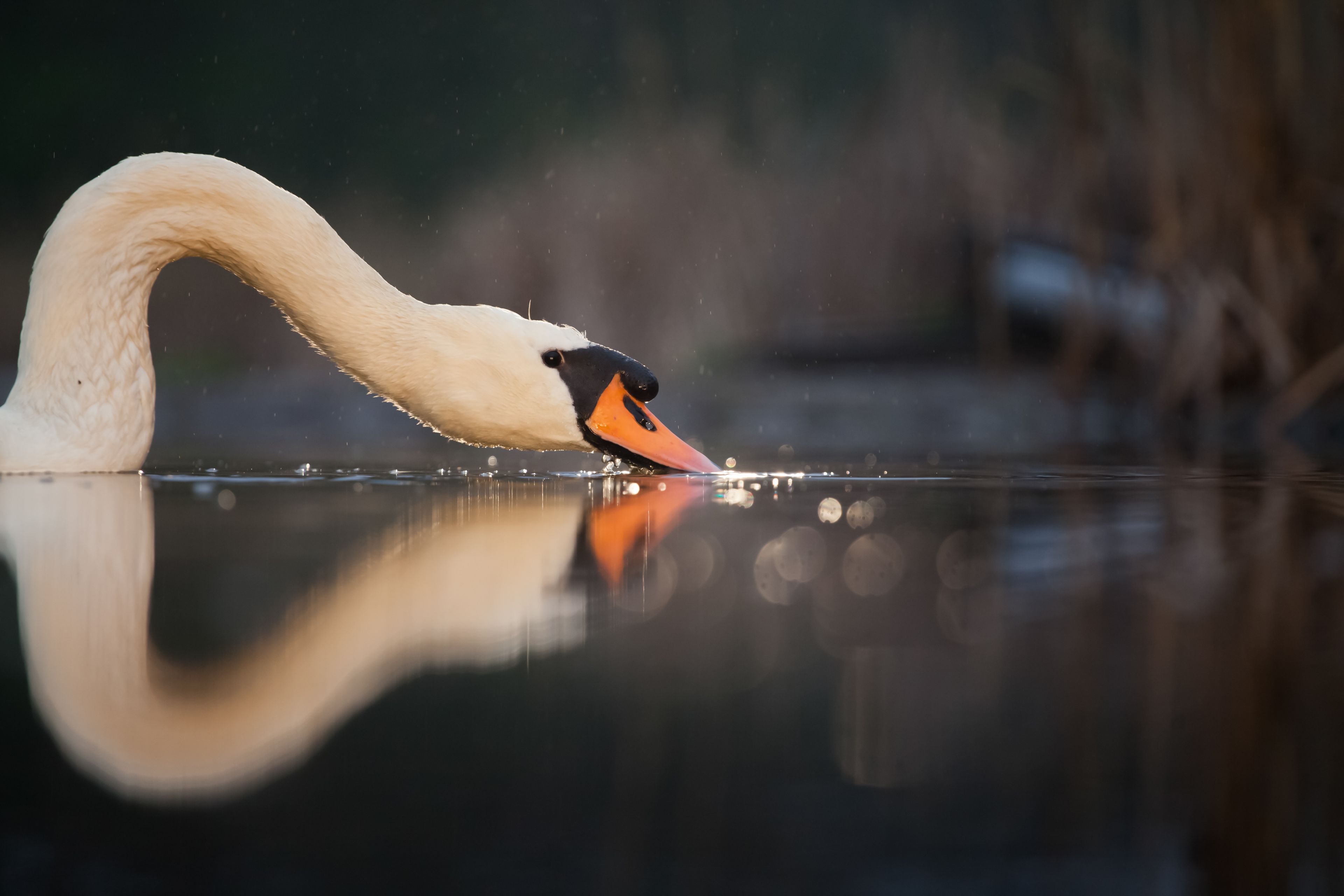 Swan Lake