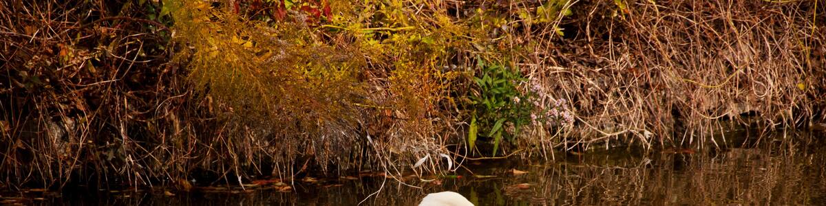 Un cygne blanc nage dans une étendue d’eau, avec un paysage automnal en arrière-plan.