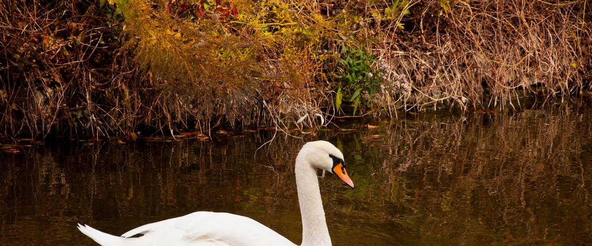 Un cygne blanc nage dans une étendue d’eau, avec un paysage automnal en arrière-plan.