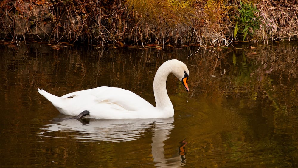 Swan swimming in autumn Central park. Autumn landscape with swan in pond. Fall nature landscape. Beautiful pond in Central Park. Autumn nature swan. Seasonal fall landscape. Park autumn scenic fall