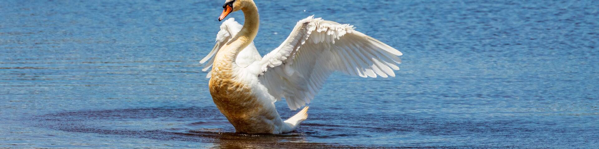 Swan posturing