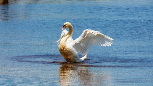 Swan Lake