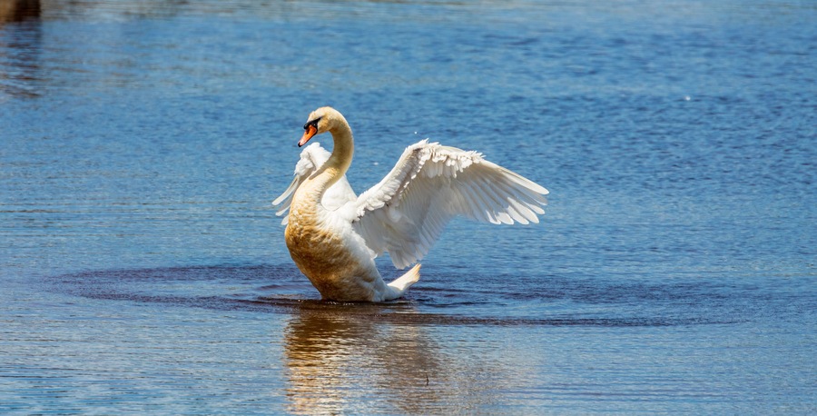 Swan posturing