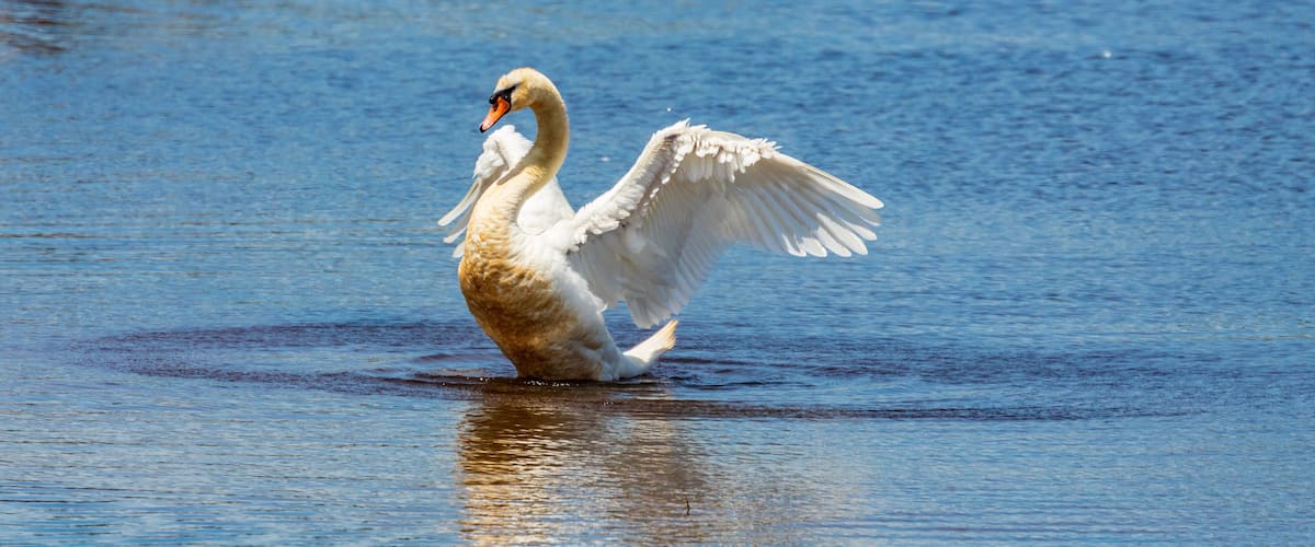 A swan standing in water with its wings spread.