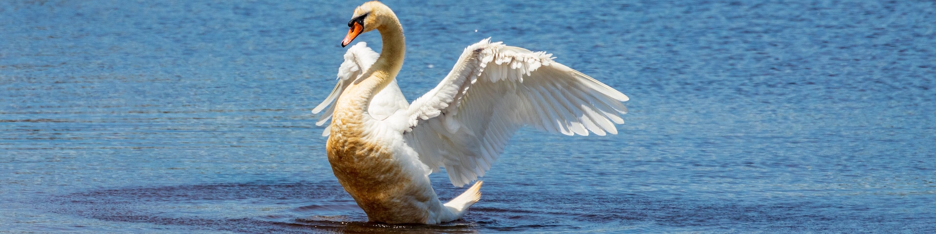 A swan standing in water with its wings spread.