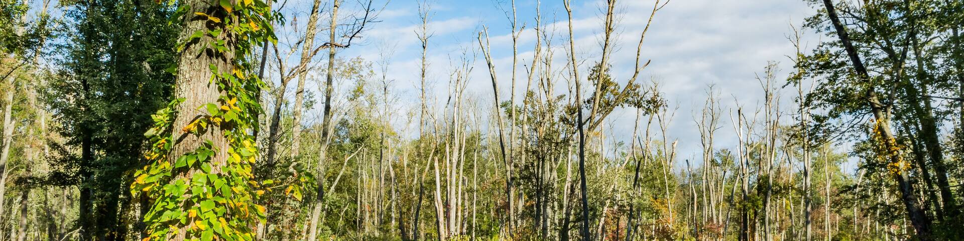 The Great Swamp in Patterson New York