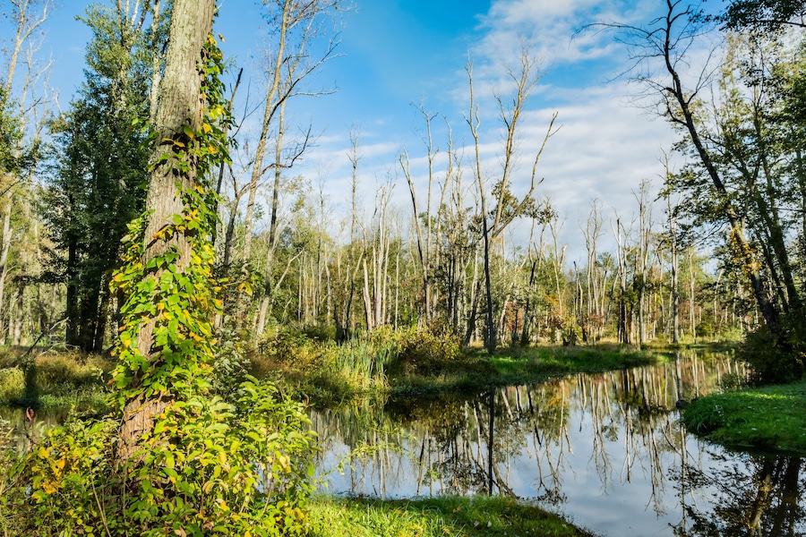 A calm river surrounded by trees and greenery.
