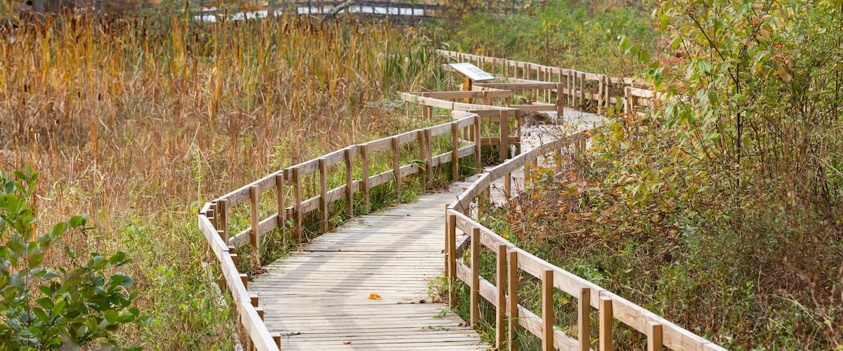 A wooden boardwalk winding through a forest with autumn foliage.