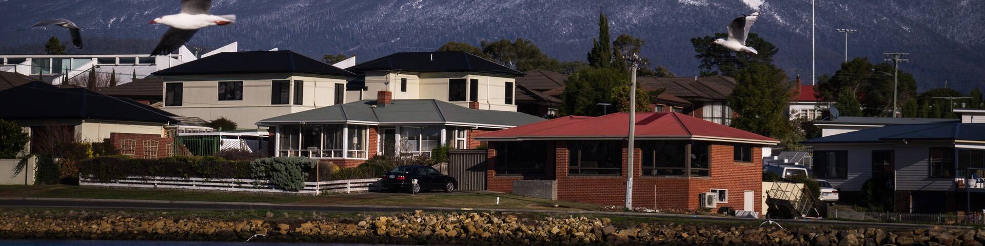 Seagulls with Mount Wellington in background from Lindisfarne near Hobart, Tasmania