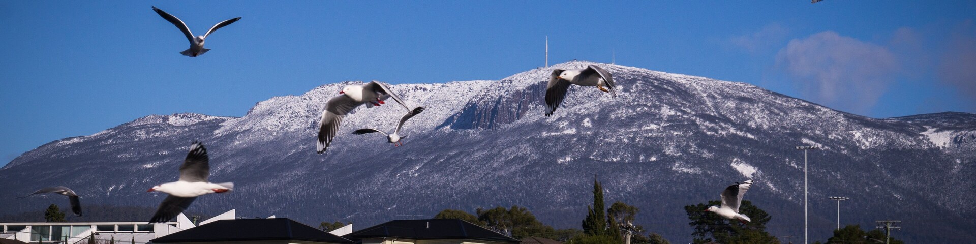 Seagulls with Mount Wellington in background from Lindisfarne near Hobart, Tasmania