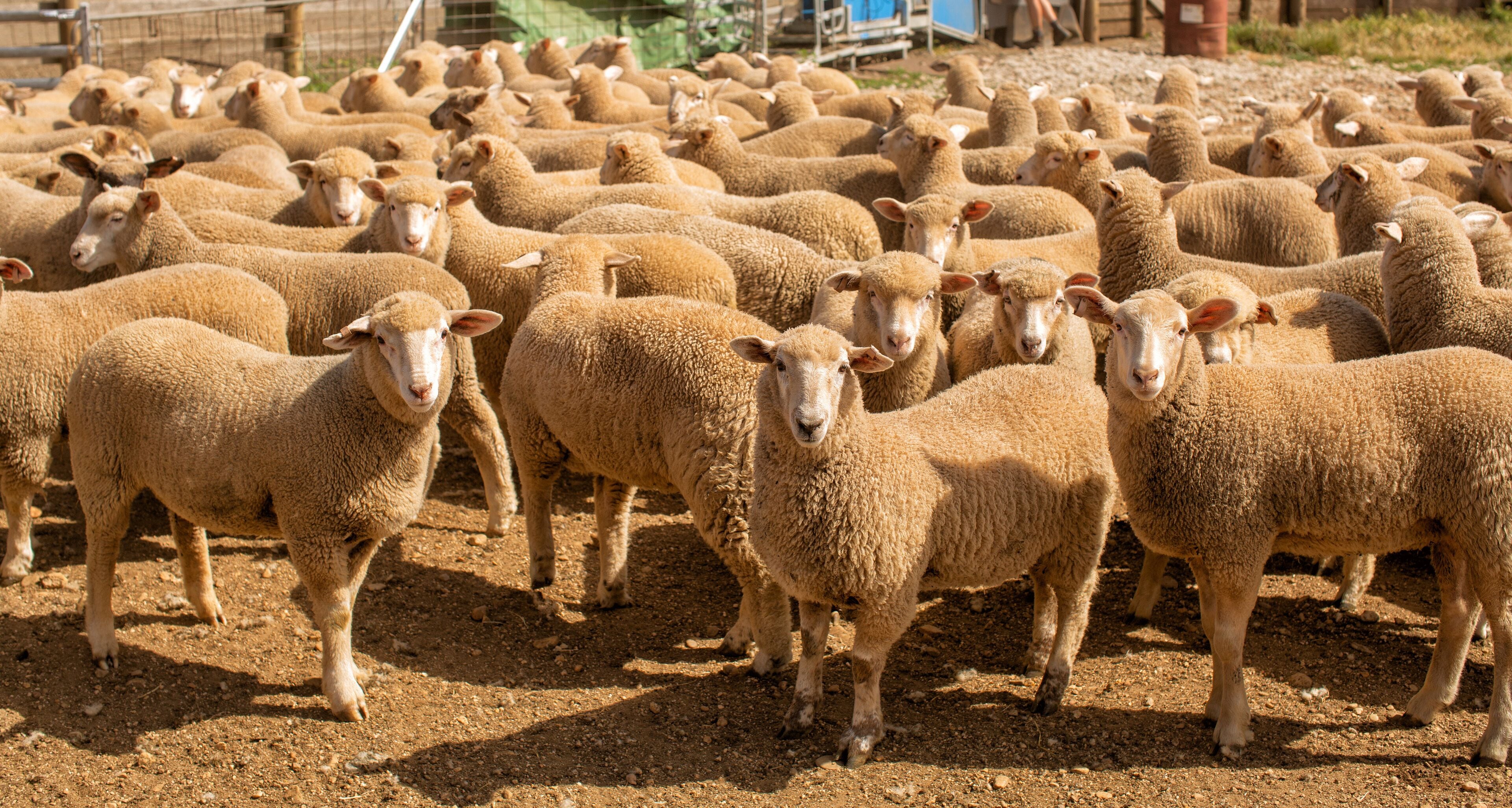 Herd of sheep with full fleeces in stockyards