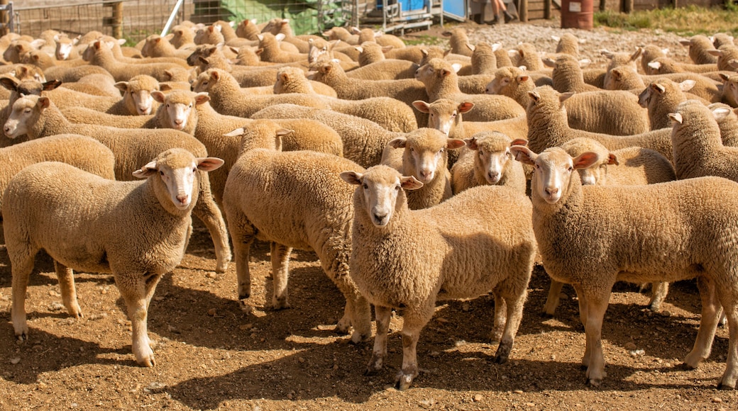 Herd of sheep with full fleeces in stockyards