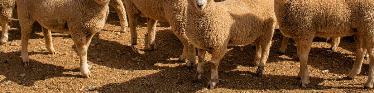 Herd of sheep with full fleeces in stockyards