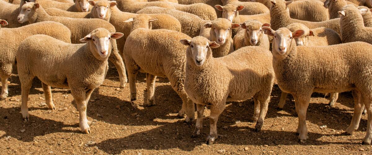 Herd of sheep with full fleeces in stockyards
