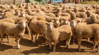Herd of sheep with full fleeces in stockyards
