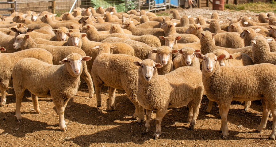 Herd of sheep with full fleeces in stockyards
