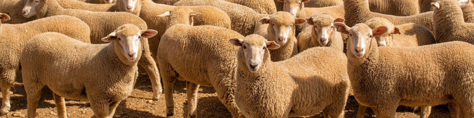 Herd of sheep with full fleeces in stockyards