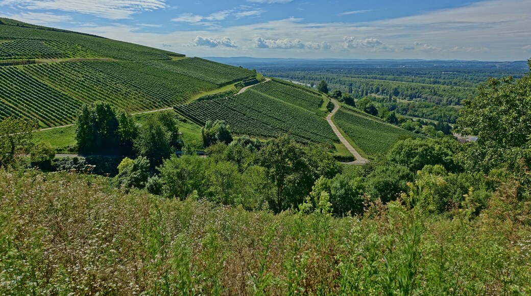 Zur Oberrheinebene abfallender Westhang der Markgräfler Vorbergzone mit naturnahen, wärmeliebenden Waldgesellschaften (insbesondere Flaumeichenwäldern), Gebüschen und angrenzenden Säumen sowie Halbtrockenrasen und Trockenmauern