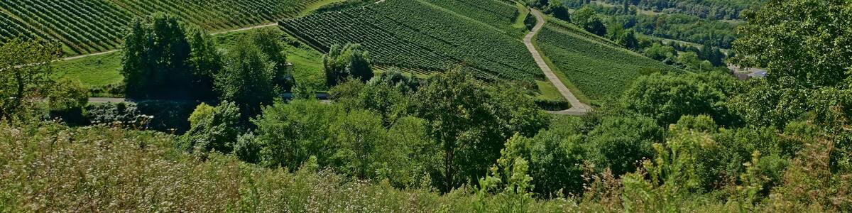 Zur Oberrheinebene abfallender Westhang der Markgräfler Vorbergzone mit naturnahen, wärmeliebenden Waldgesellschaften (insbesondere Flaumeichenwäldern), Gebüschen und angrenzenden Säumen sowie Halbtrockenrasen und Trockenmauern