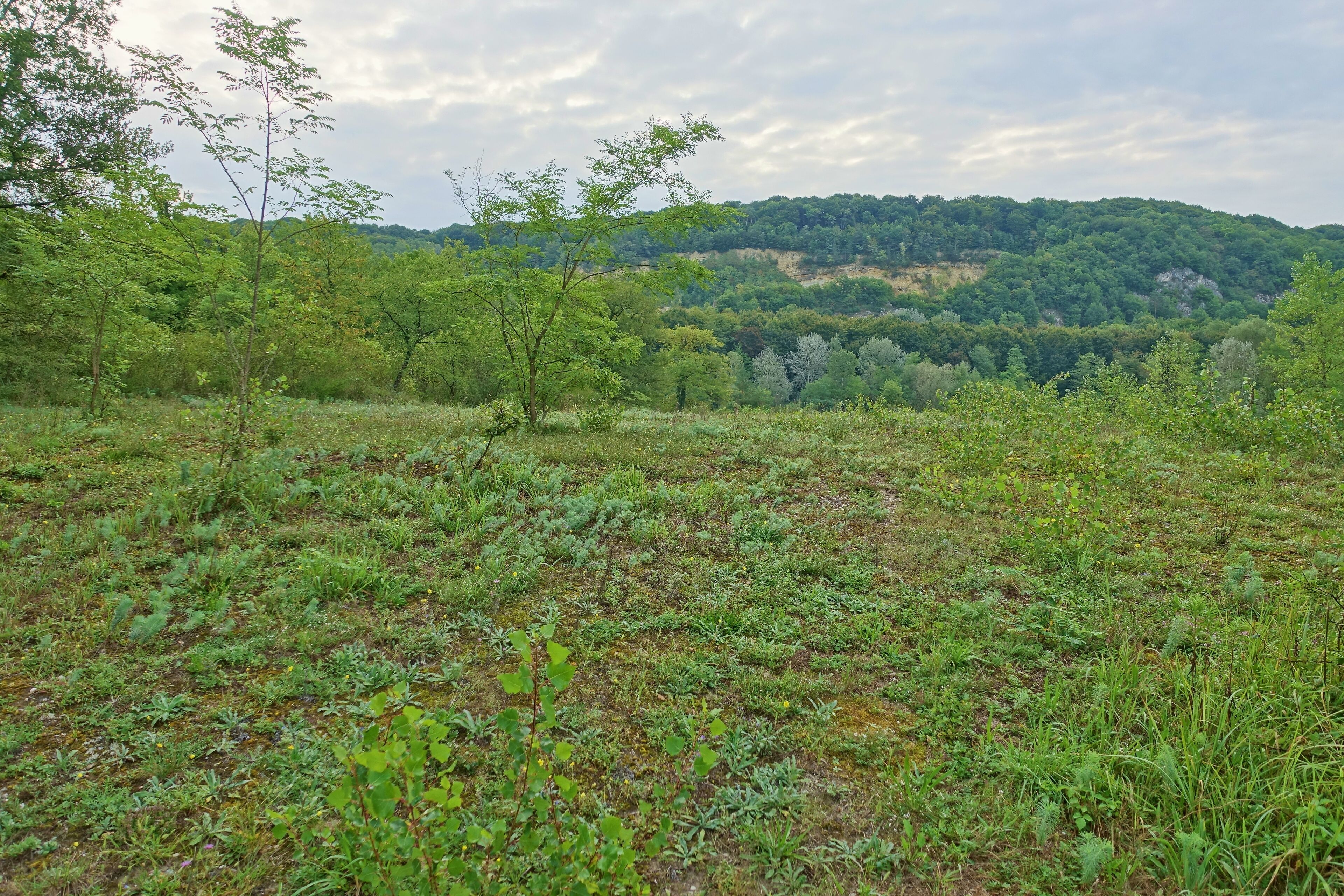 Ehemalige Kiesgrube und ihre Umgebung mit wertvollen Lebensräumen unterschiedlicher Ausprägung wie dem Weißseggen-Eichen-Lindenwald, Kiesrohböden mit Pionierfluren und lückiger Trockenvegetation sowie verschiedene Rasengesellschaften.