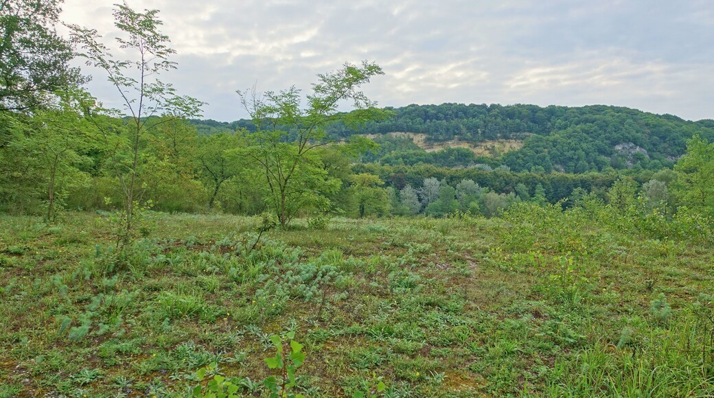 Ehemalige Kiesgrube und ihre Umgebung mit wertvollen Lebensräumen unterschiedlicher Ausprägung wie dem Weißseggen-Eichen-Lindenwald, Kiesrohböden mit Pionierfluren und lückiger Trockenvegetation sowie verschiedene Rasengesellschaften.