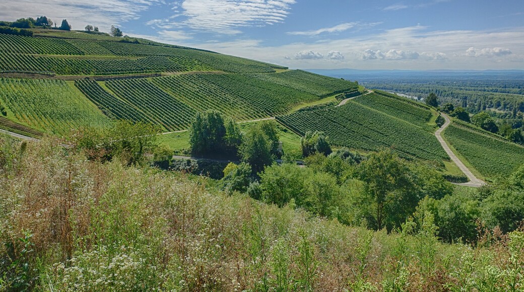 Efringen-Kirchen bei Kleinkems , Landschaft geprägt durch Weinanbau